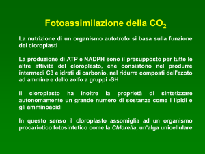 14._FOTOSINTESI2