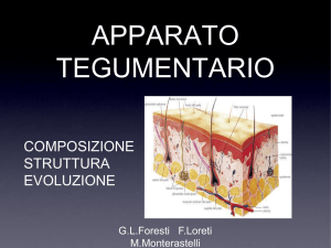 apparato tegumentario