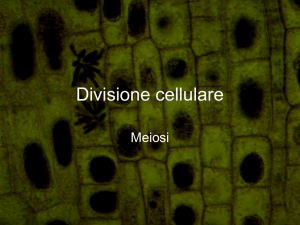 Meiosi - Il Blog della Prof