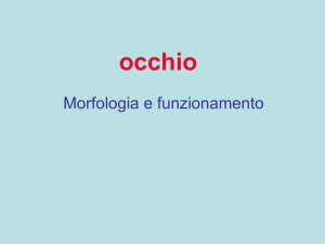 Orecchio e occhio