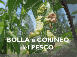 BOLLA e CORINEO del PESCO Sistematica Bolla del Pesco