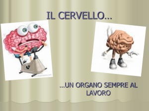 IL CERVELLO…