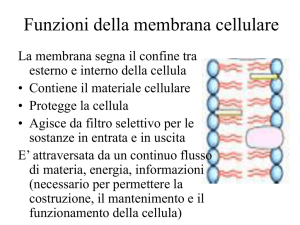 Endocitosi - Liceo Foscarini