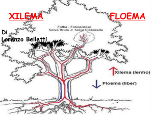 XILEMA E FLOEMA LORENZO