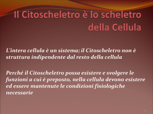 Il Citoscheletro è lo scheletro della Cellula