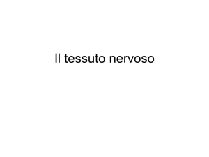 Il tessuto nervoso