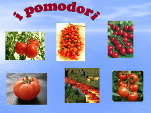 pomodorini