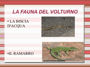 LA FAUNA DEL VOLTURNO