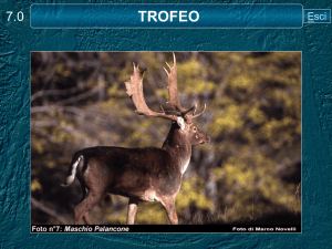 trofeo - Urca Siena