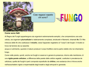 Come sono fatti
