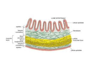 le interazioni cellula-cellula o cellula –matrice extracellulare regolano