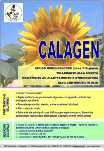 Taglia medio-bassa, pianta molto vigorosa, con