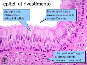 Epiteli di rivestimento: struttura, funzione e classificazione