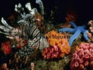 Il mare ei suoi abitanti