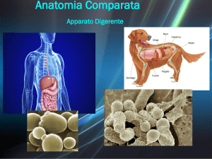 Clicca qui per scaricare il file completo di tutte le slides!