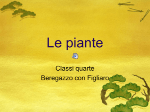 La pianta