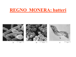 I batteri sono organismi aploidi (n)