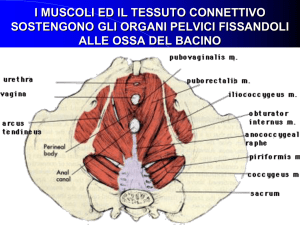 Riabilitazione Pelviperineale