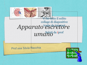 apparato Escretore