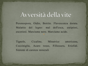 PERONOSPORA DELLA VITE