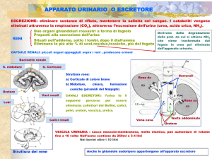 Presentazione di PowerPoint