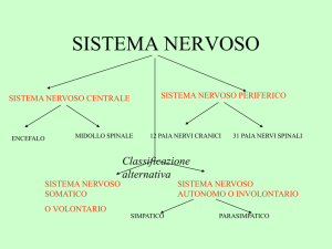 sistema nervoso - IIS Sella Aalto Lagrange