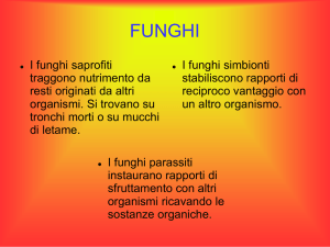 FUNGHI I funghi saprofiti traggono nutrimento da resti originati da