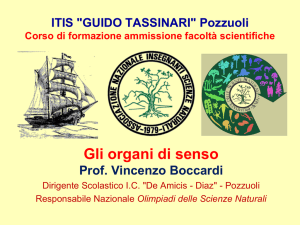 organi di senso