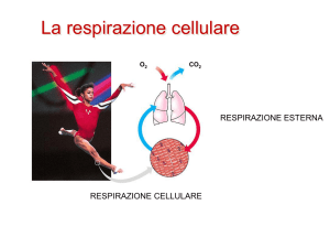 Diapositiva 1 - "E. Fermi"