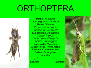 Orthoptera