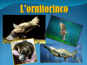 L`ornitorinco ALE OK