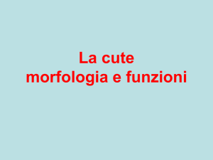 La cute