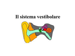 7 Sistema vestibolare