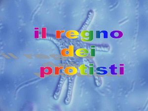 il regno dei protisti - Istituto Comprensivo Manziana