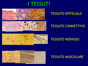 tessuto EPITELIALE di RIVESTIMENTO