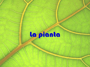 La Foglia - IC Bazzano Monteveglio