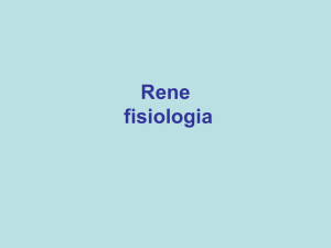 Rene morfologia e fisiologia