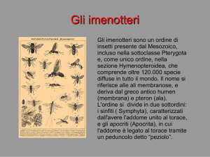 Gli imenotteri - (3/4)^5 EST ClassBlog