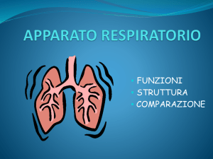 apparato respiratorio