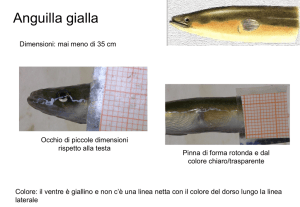 Diapositiva 1