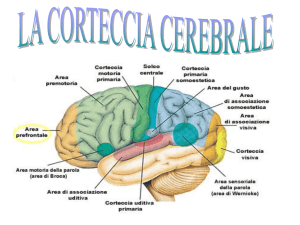 Corteccia Cerebrale: Struttura, Funzioni e Aree del Linguaggio