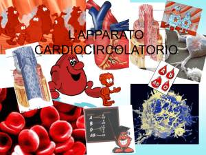 l`apparato circolatorio