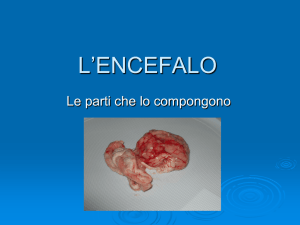 il cervello - Liceo "Jacopone da Todi"