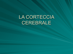 LA CORTECCIA CEREBRALE
