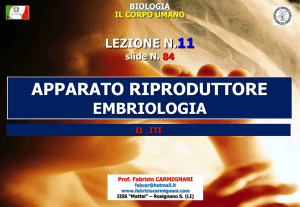 - fabriziocarmignani