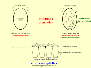 ppt - UniBa