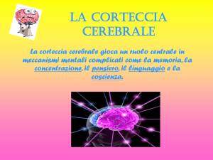 LA CORTECCIA CEREBRALE fatto