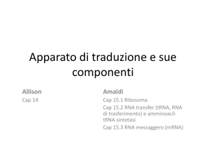 Traduzione - GulisanoLab