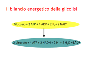 metabolismo 2 - Liceo Recanati