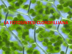 LA FOTOSINTESI CLOROFILIANA